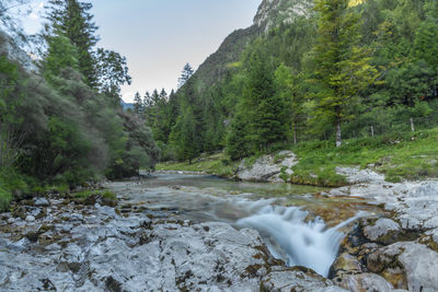 Scenic view of river amidst trees in forest