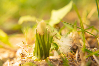 Close-up of flowering plants on land