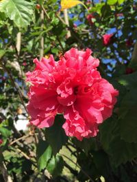 Close-up of red flowers blooming outdoors