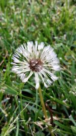 Close-up of dandelion flower