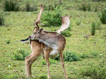 Giraffe standing on field