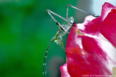 Close-up of insect on red flower