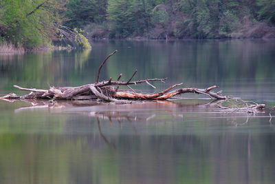 Fallen tree by lake in forest