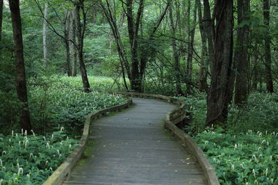 Empty walkway amidst plants at park