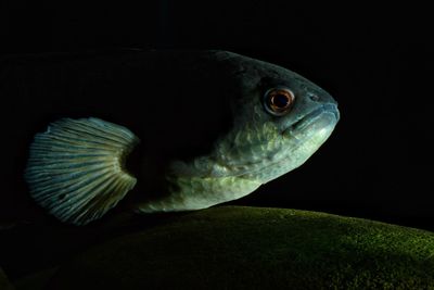 Close-up of fish swimming in sea