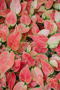 Full frame shot of leaves