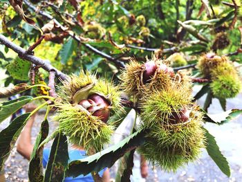 Close-up of fruits growing on tree