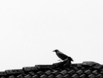 Close-up of bird against clear sky