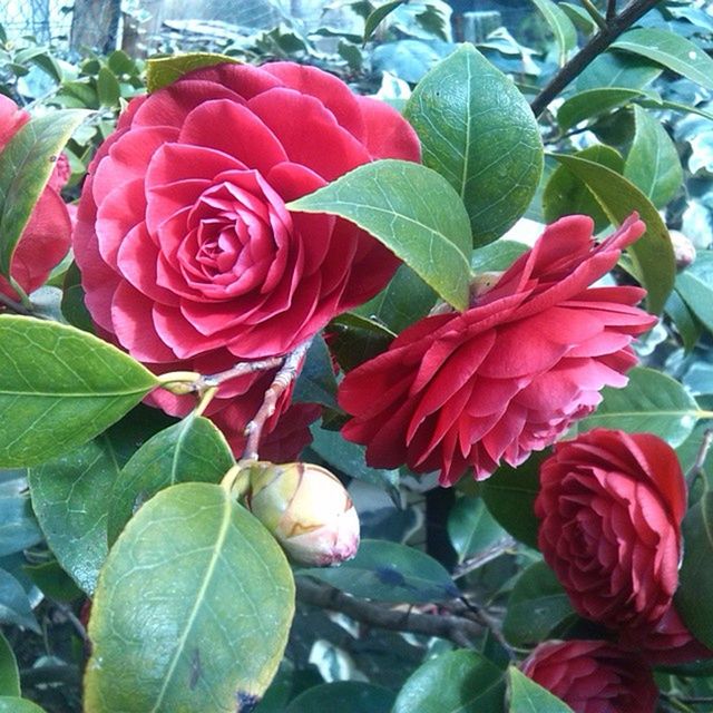 CLOSE-UP OF PINK ROSES