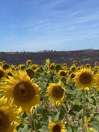 Close-up of sunflowers on field against sky