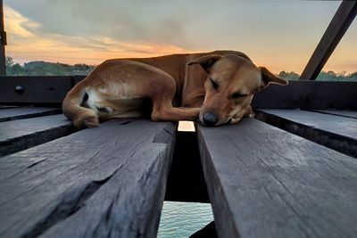 View of a dog sleeping on wood against sky