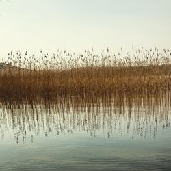 Reflection of trees in water