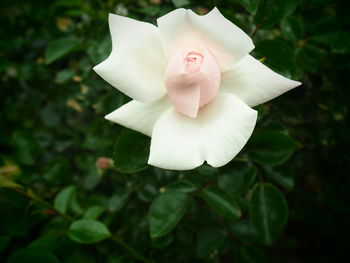 Close-up of white flowers blooming outdoors