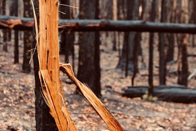 Close-up of log in forest