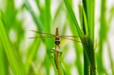 Close-up of dragonfly on plant