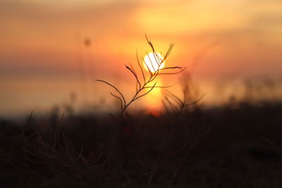 Close-up of silhouette plant on field against orange sky