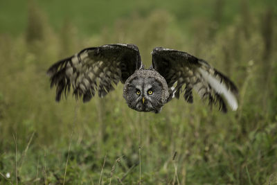 Close-up portrait of owl flying over grass