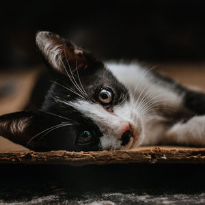 Close-up portrait of a cat