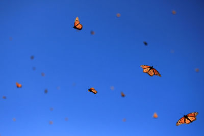 Low angle view of bee flying