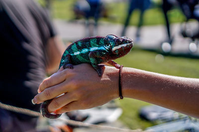 Close-up of hand holding chameleon