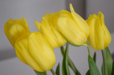 Close-up of yellow flower