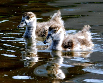 Ducks swimming in lake