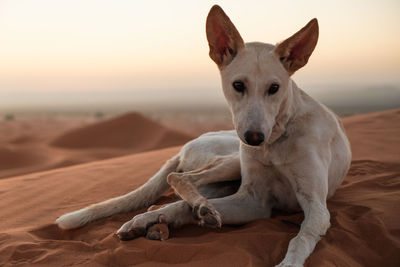 Portrait of a dog resting on land