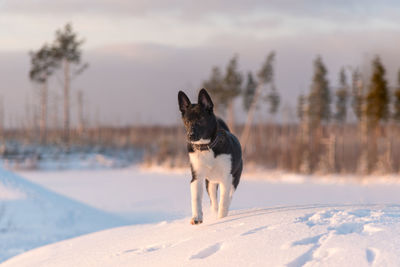 Dog on snow covered land