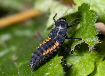 Close-up of insect on leaf