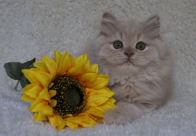 Close-up of cat on yellow flower