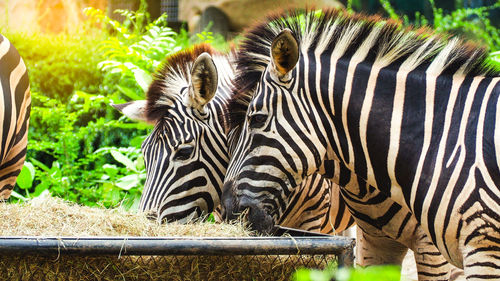 View of zebras