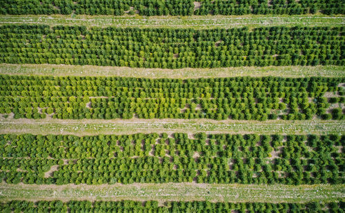 Vertical aerial view of a plantation with fir trees for the christmas harvest