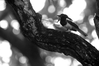 Low angle view of bird perching on tree