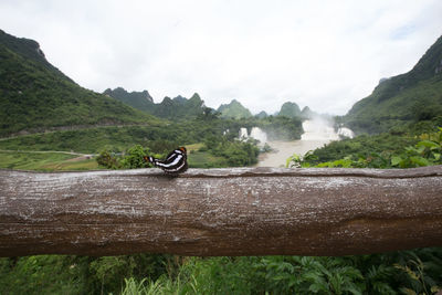 Butterfly near waterfall 