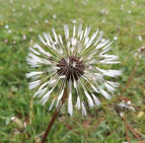 Close-up of dandelion blooming outdoors