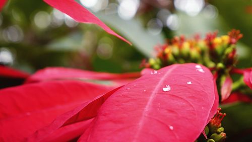 Close-up of water drops on red leaves