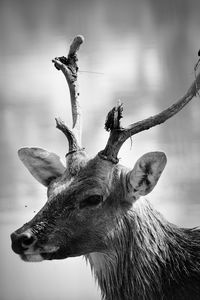 Close-up of deer