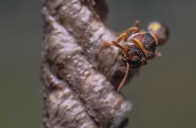 Close-up of insect