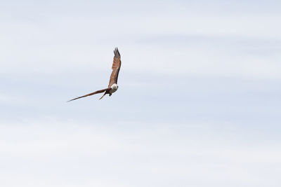 Low angle view of bird flying in sky