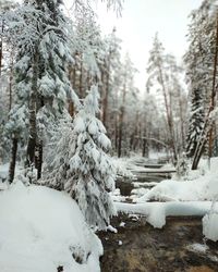 Snow covered land and trees in forest