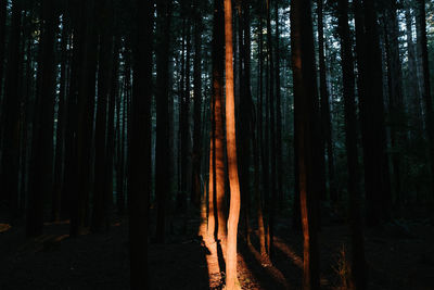 Scenic view of trees in forest