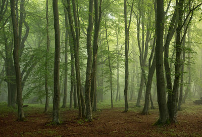 Scenic view of forest