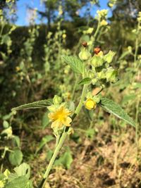 Close-up of yellow flowering plant on field