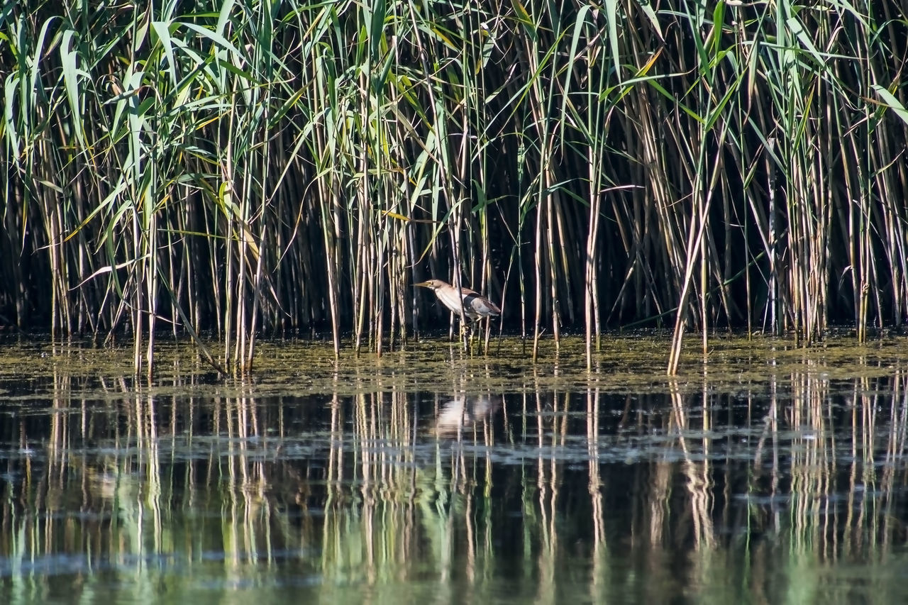 VIEW OF A BIRD ON LAKE