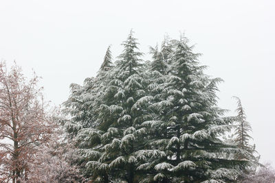 Low angle view of tree against clear sky