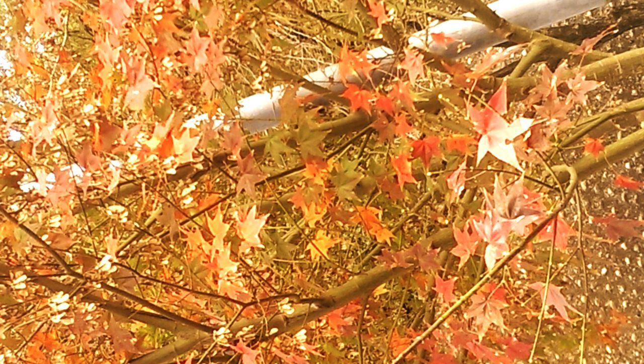 autumn, high angle view, animal themes, field, change, nature, abundance, day, dry, leaf, outdoors, no people, growth, plant, close-up, bird, tree, season, beauty in nature, branch