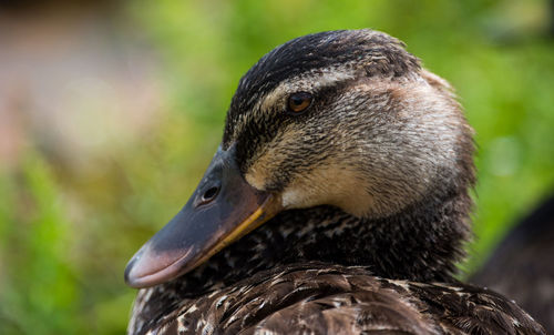 Close-up of a duck