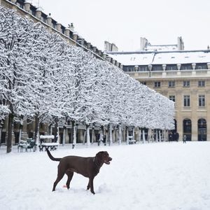 Side view of dog on snow covered landscape