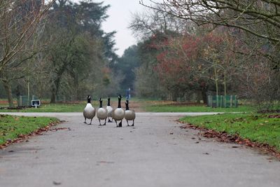 View of sheep walking on footpath