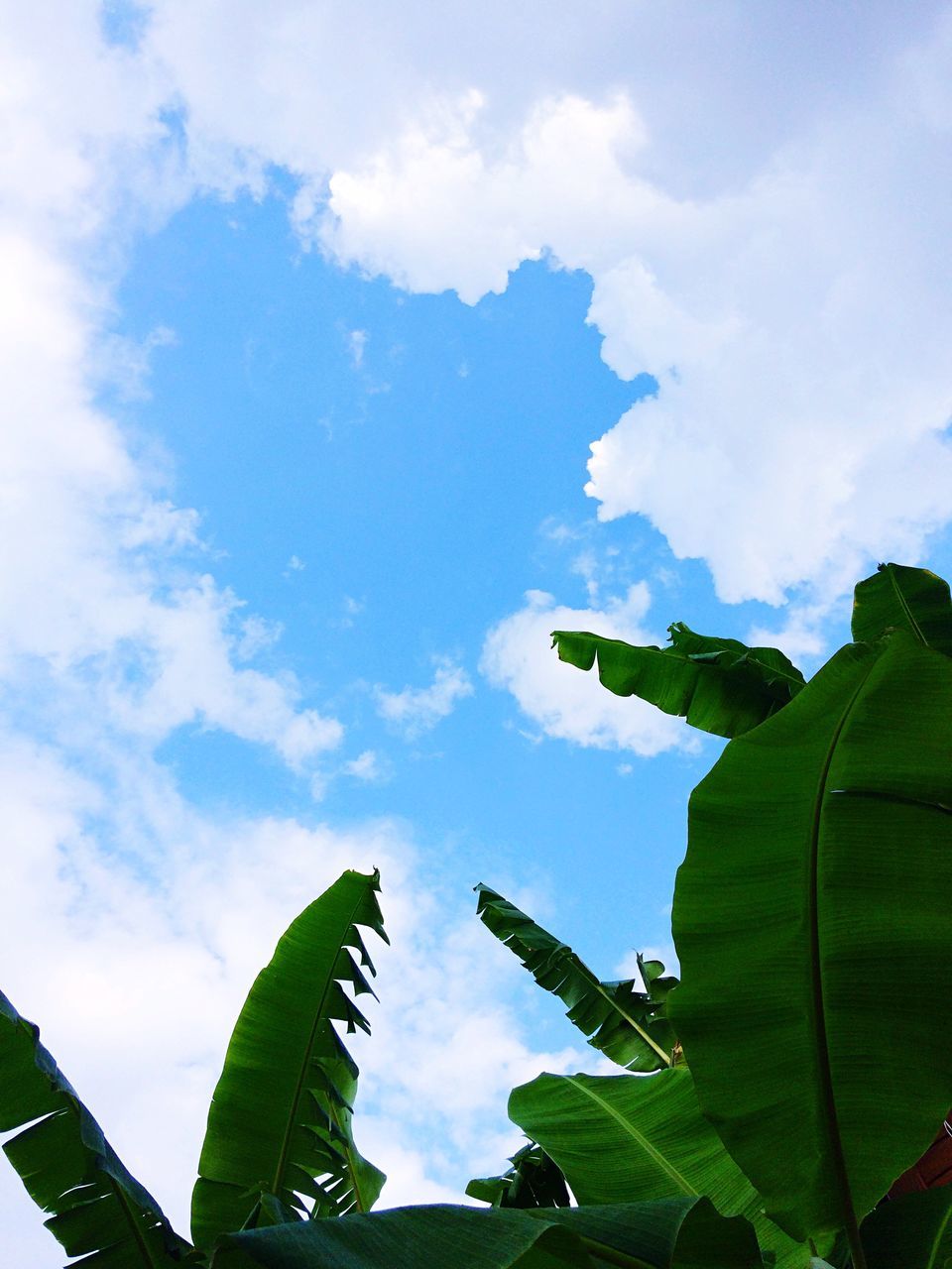 LOW ANGLE VIEW OF PLANTS AGAINST SKY